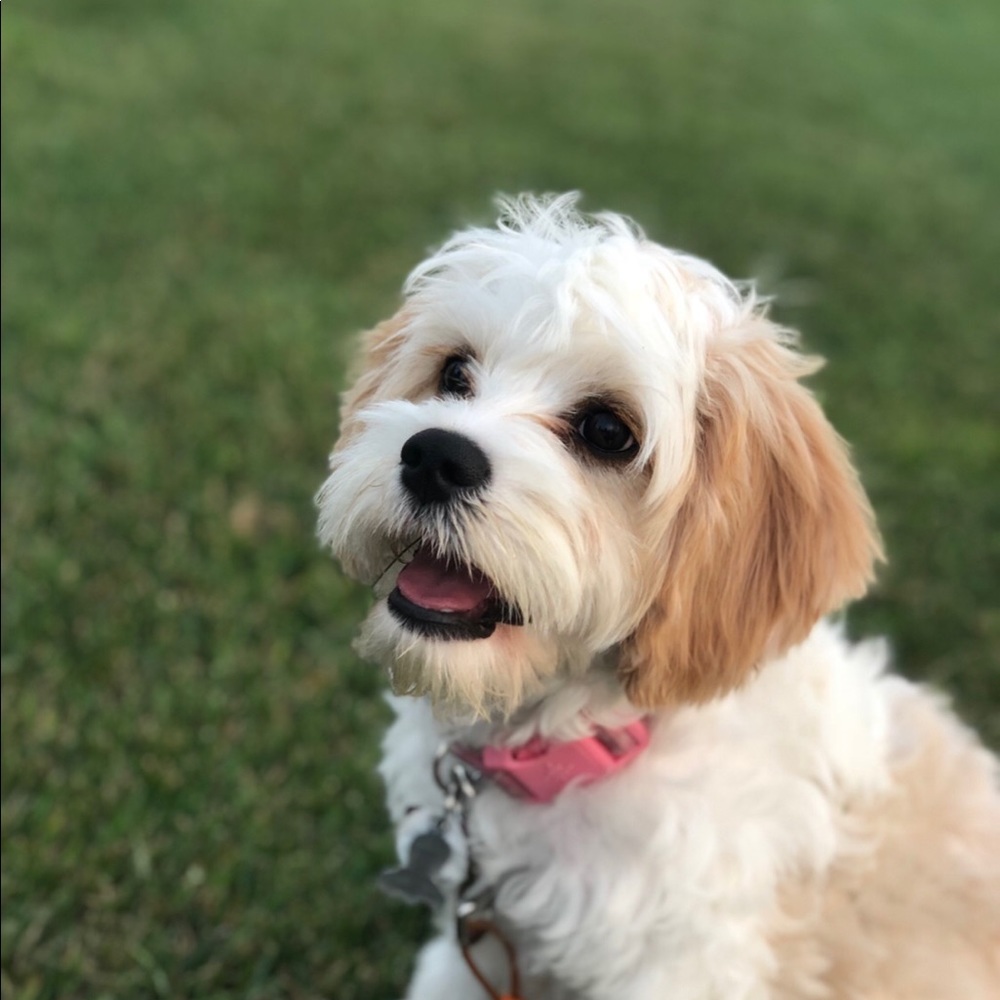Meet your Posher, Emma